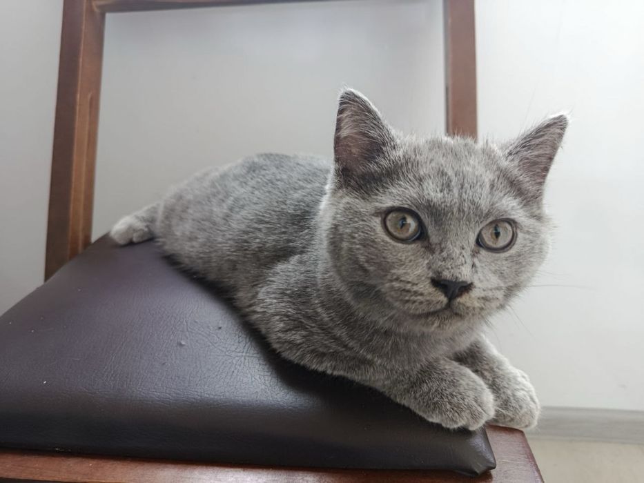 Котята бриттиш фолд scottish fold британки мушук боласи