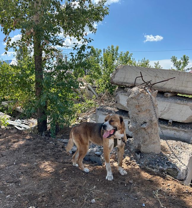 Средне Азиатская