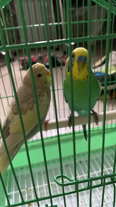 Продам попугая+клетка