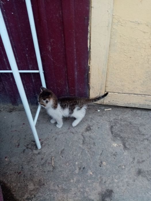 Отдам даром в добрые руки