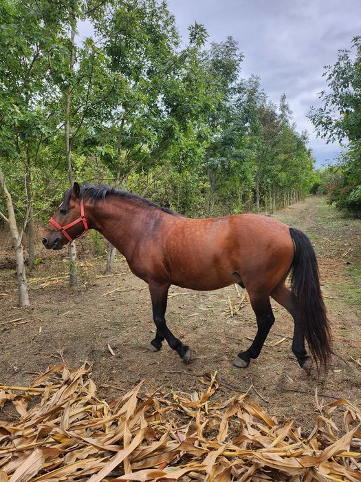 Vând armăsar si manza