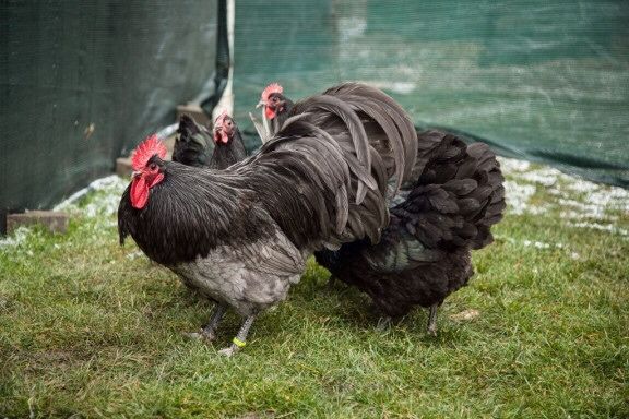 Oua gaini australorp