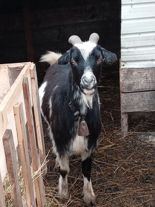 Vând 4 capre şi un țap