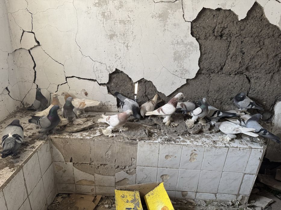 Продам Рантовых голубей