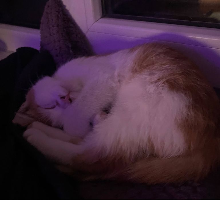 Котенок ласковый бесплатно