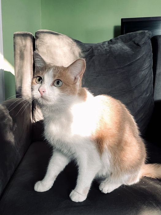 Отдам кошку в добрые руки