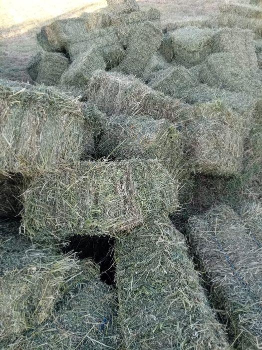 Vând baloti de lucernă fragă și rulade de fân