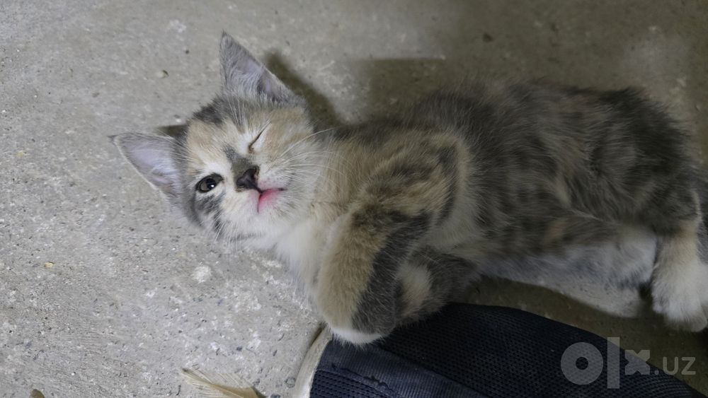 Котята 2 месяца бесплатно