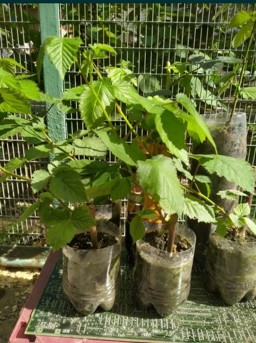 Саженцы ежевики сорт "Гигант"