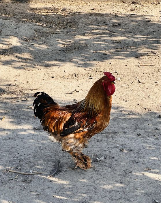 Продам кур, цыплят