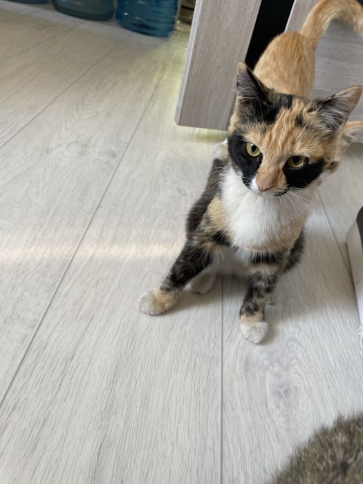Отдам котят в добрые руки