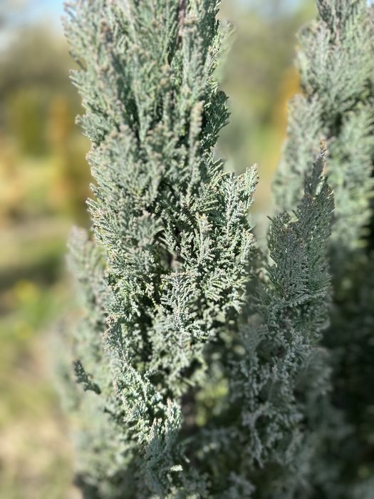 Кипарис Елводии (Ellwoodii) 80–140 см – последни бройки