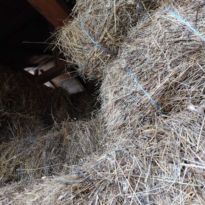 De vânzare baloti dreptunghiulari 2025