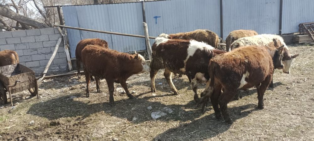 Бұзау тайыншалар