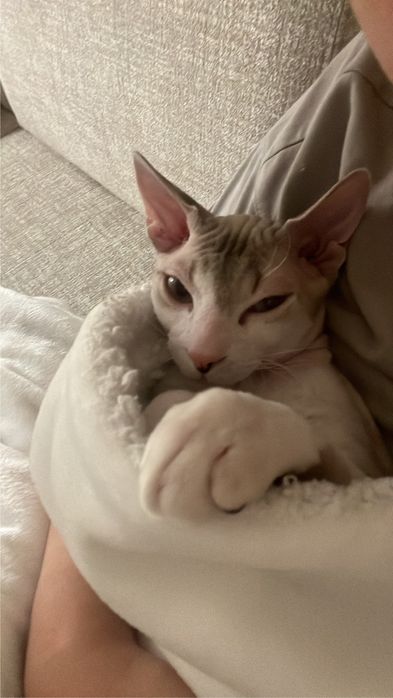 Объявление о вязке кота