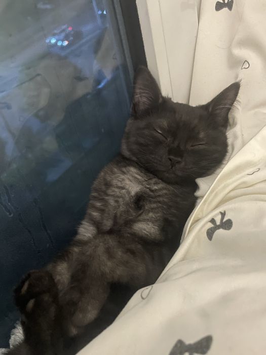 Кошка в ответствение руки
