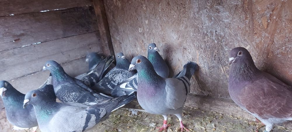 Vând Porumbei Voiajori!