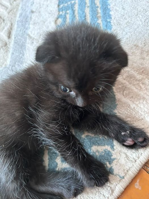Продам котят от вислоухой кошки