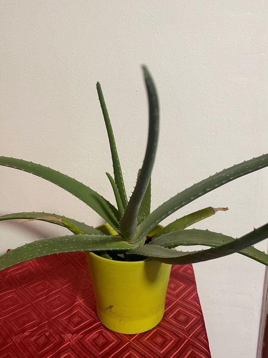 Planta de Aloe Vera 40 cm