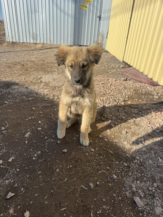 Отдам даром щенка