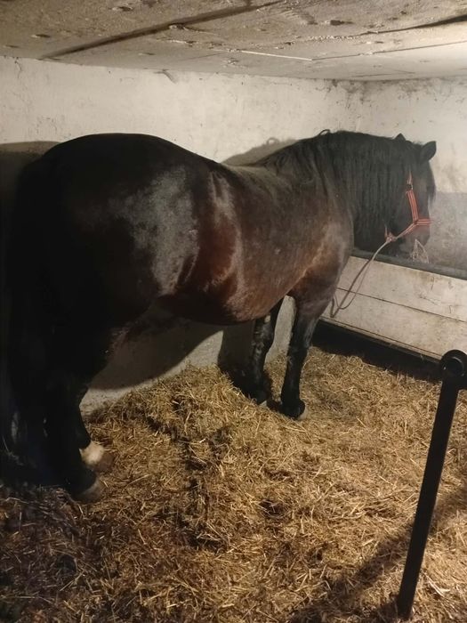 Vând o iapa și un mânz și o manza