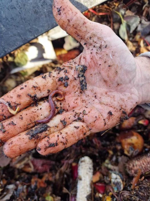 Vând râme roșii –  pentru pescuit, păsări de curte sau compostare