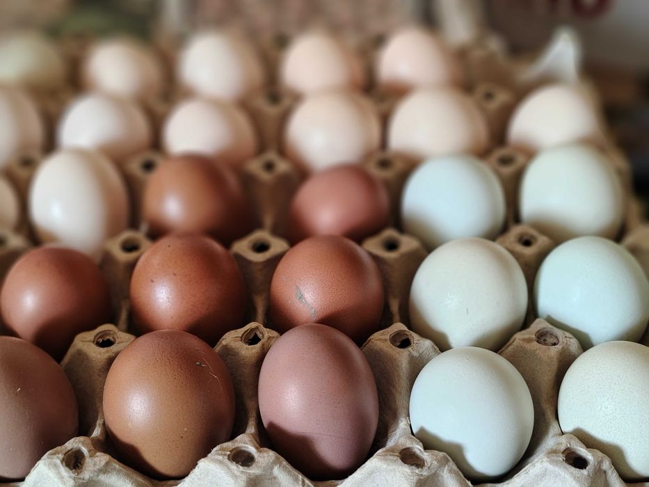 Ouă de Wiandotte, Marans și Ameraucana