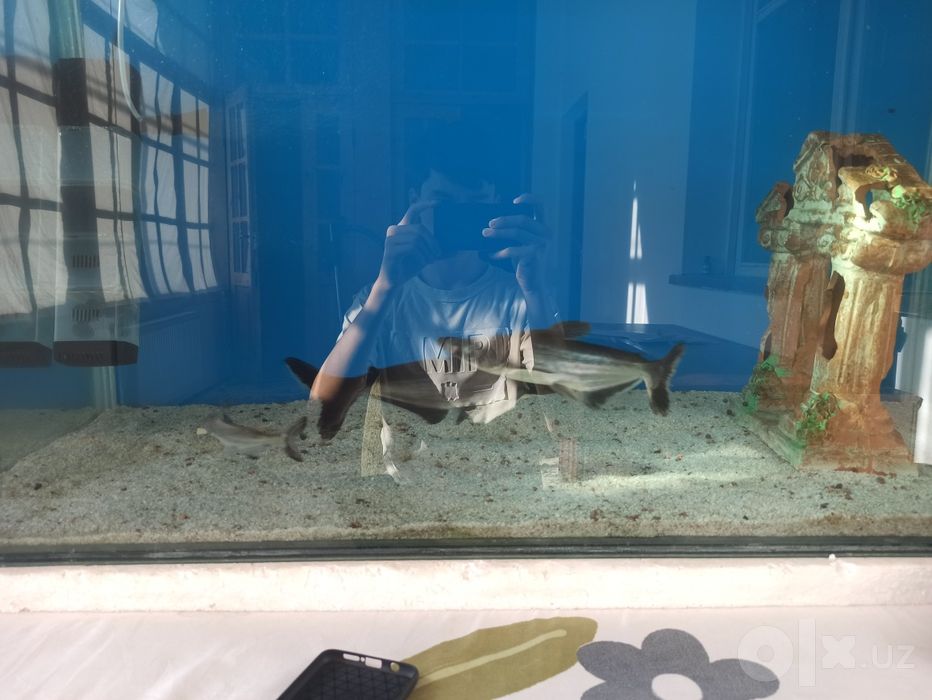 Akula pangasius srochno 30sm