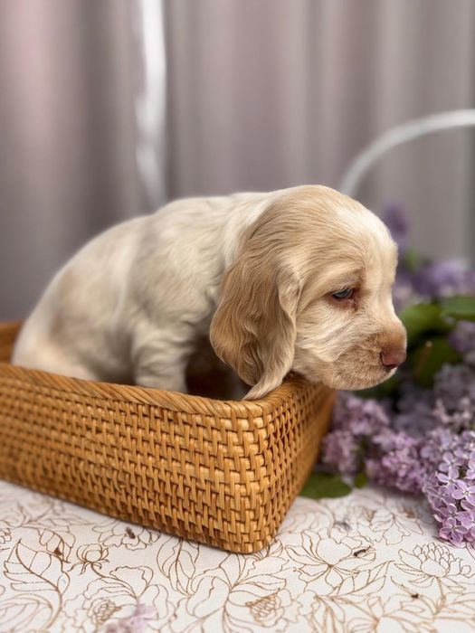 Щенки Русского охотничьего спаниеля