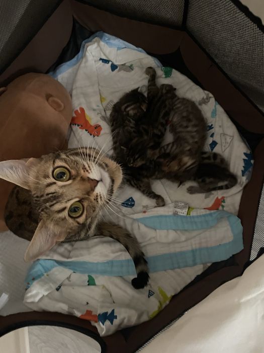 Продаются бенгальские котята