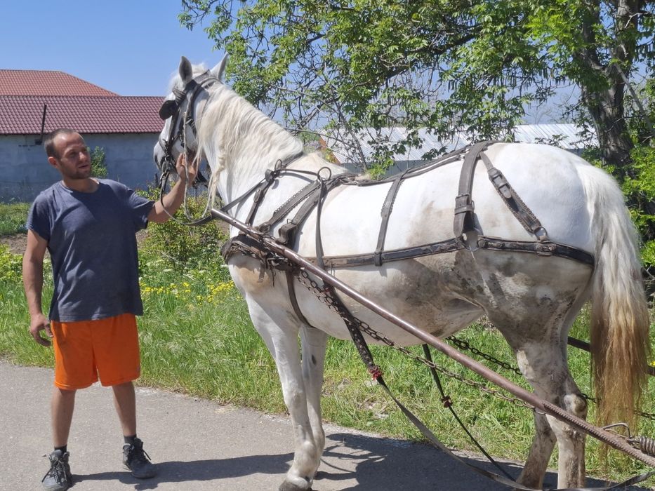 Cal de vânzare, iapă