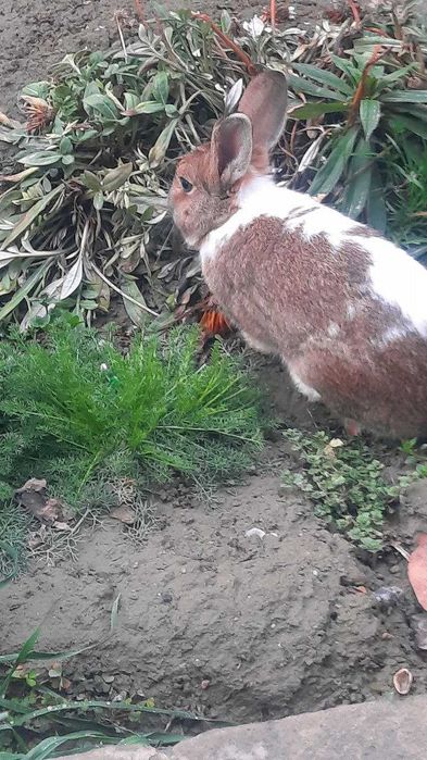 продается кролик