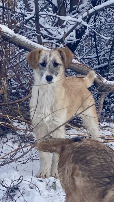 Отдам собаку щенок 6 мес, СТЕРИЛИЗОВАНА ПРИВИТА есть паспорт, привезем