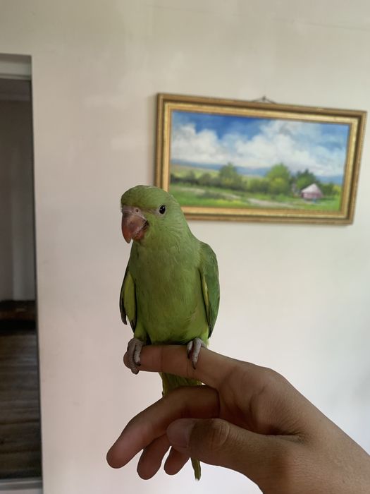 Продам птенцов ожереловых попугаев