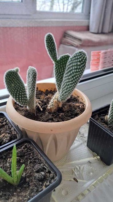 продам кактусики
