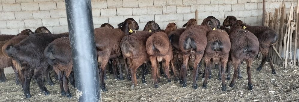 Қаншықтар, сау сиқырлар