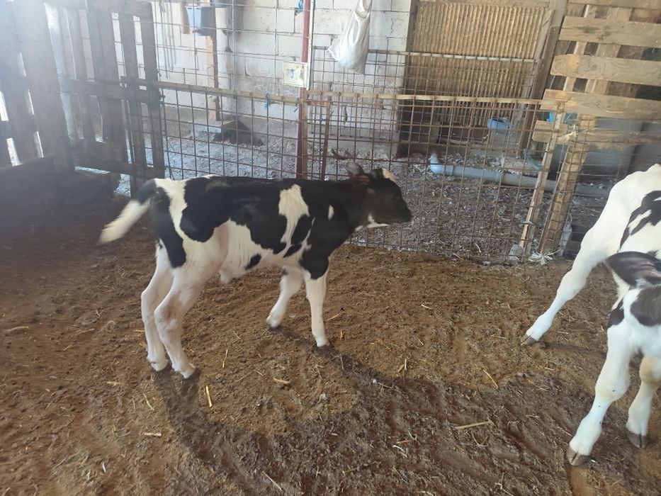 Vitei   Holstein