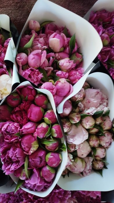Пионы ароматные 500тг