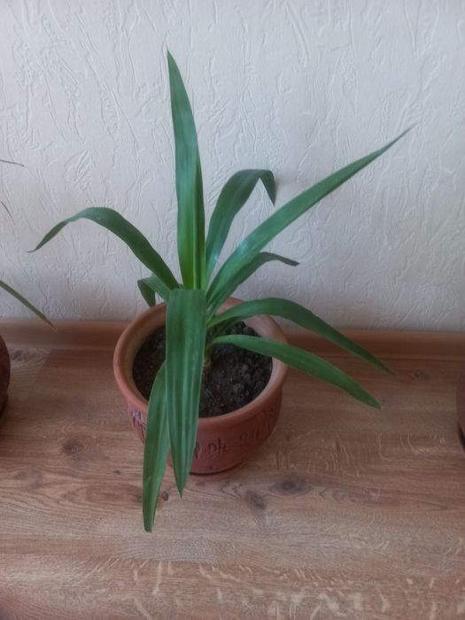 Пальма напольная