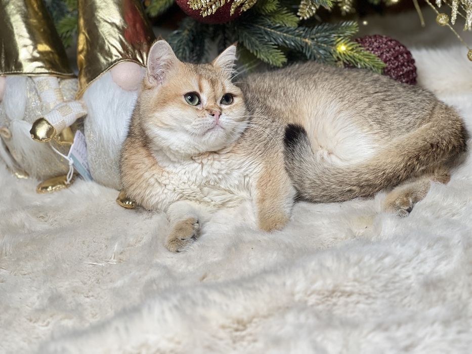 Золотая штншилла мальчик