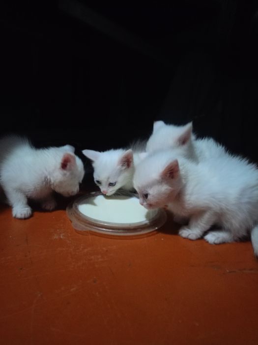 Срочно отдам котят