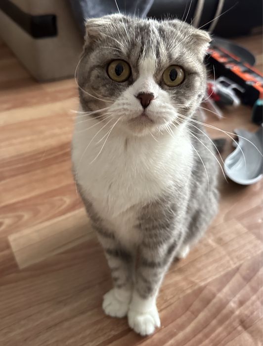 В добрые руки вислоухая