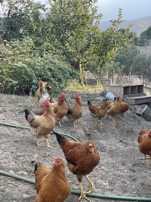 Продам кур кучинских юбилейных