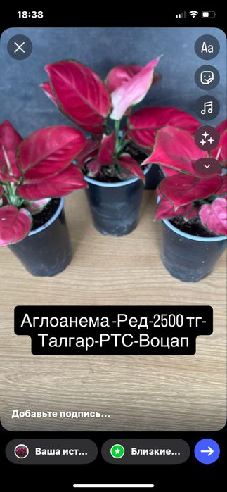 Черныи доллор,Мужскоесчастье,Монстеры