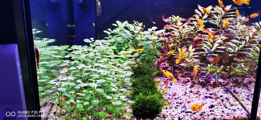 Plante de acvariu, Bucephalandra, Lobelia, Valisneria, plante easy