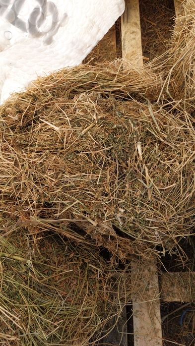 Vând baloti lucerna