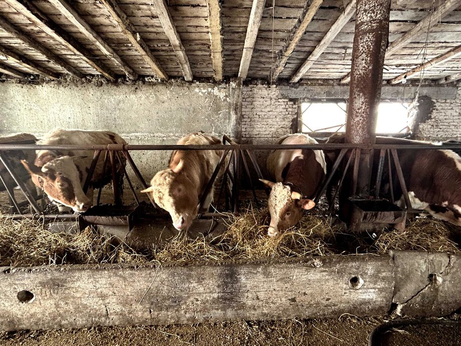 Продам бычков на закол