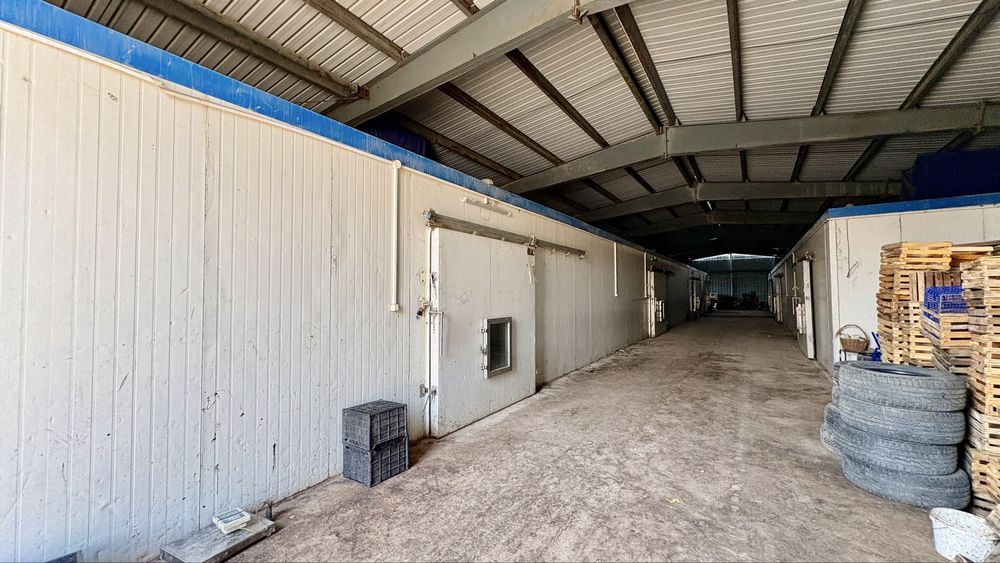 Яблоневый сад 51га