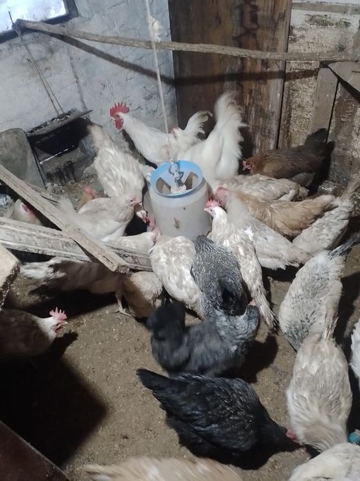 продам срочно курей и уток