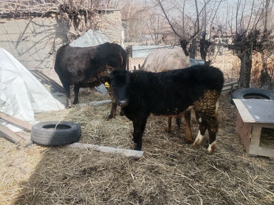 Ұрғашы тана сатылады